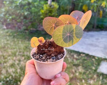 Stephania Nova size (Kaweesakii) Unique Caudex | Rare Thai Plant | Bonsai-Like Tuber Garden | Rare Exotic Indoor Plant  | Free shipping