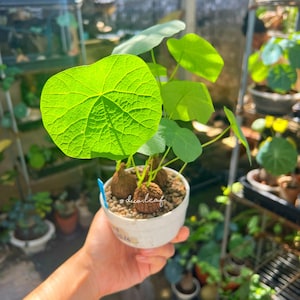 Op de afbeelding: Een Stephania erecta plant met ronde, felgroene bladeren en zichtbare nerven, groeiend uit drie bruine, getextureerde, bolvormige caudexen. De plant staat in een kleine, witte, cilindrische pot gevuld met lichtgekleurd grind.