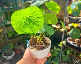 Set 3 of Stephania Suberosa / Rare Exotic Indoor Plants,  Exotic Succulent, Easy-Care Plant, Unique Bonsai, Free shipping with Phyto Cert