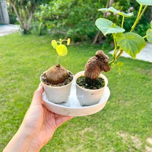 Set von Stephania Ercta & Suberosa Seltene Pflanzen, Natürliche Bonsai, Seltene Zimmerpflanzen, Exotische Zwiebelpflanzen, Pflegeleichte Pflanzen