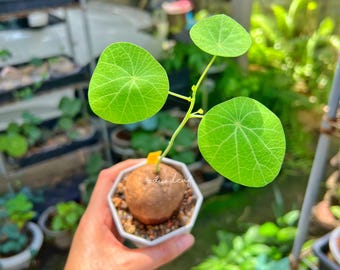 Stephania Erecta 5 cm- Sustainable Houseplant,  Rare caudex, Eco-Friendly Home Décor, Minimalist Indoor Plant, Free shipping