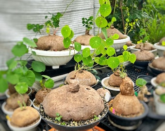 Rare Giant 2 Kg (20 cm) Stephania Erecta | Rare Thai Plant | Unique Bonsai-Like | Exotic Caudiciform Tuber | Rare Succulent | Free shipping