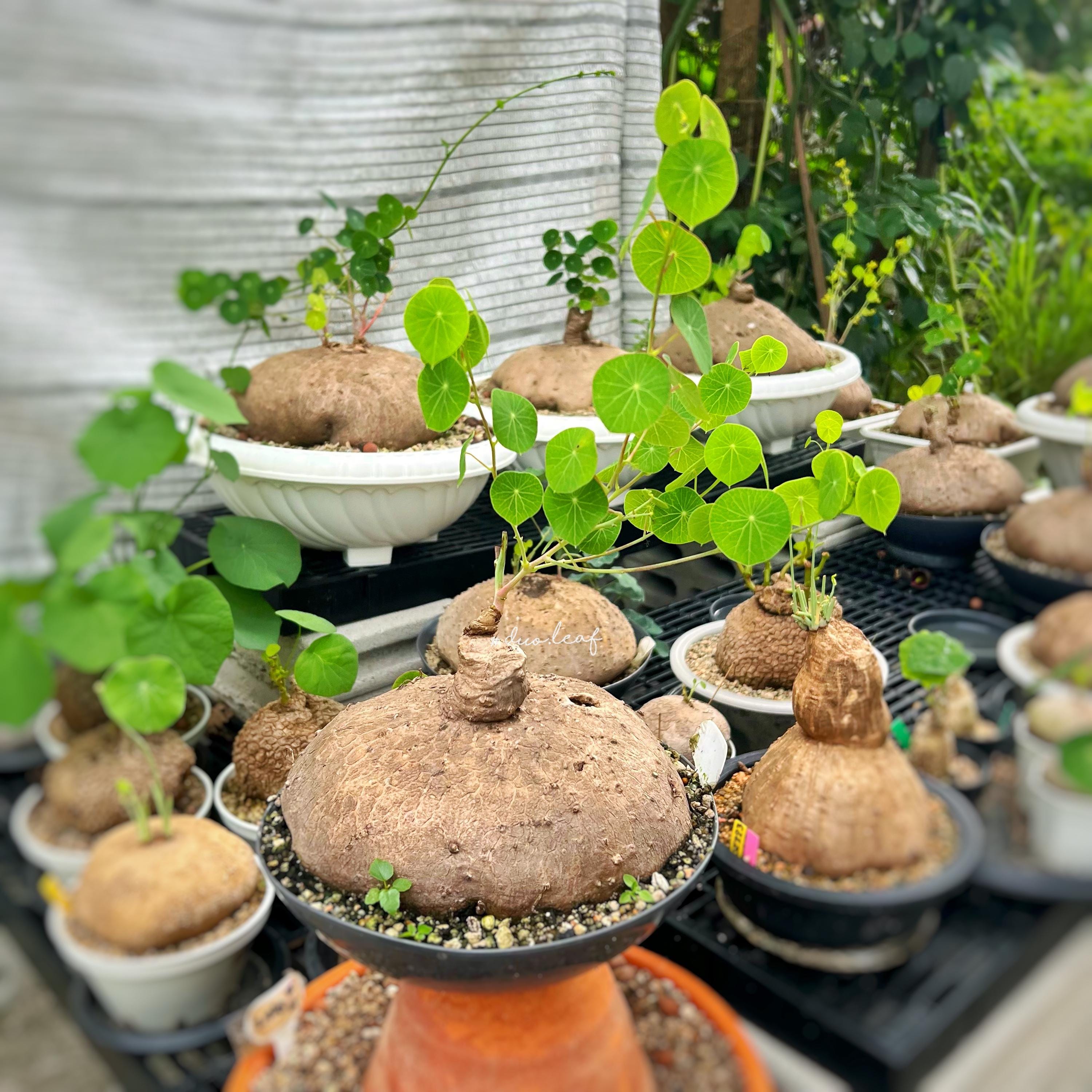 Rare Giant 2 Kg (20 Cm) Stephania Erecta | Rare Thai Plant