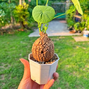 Stephania Suberosa M 龟甲山烏龜 - 居家风水植物 (caudice, Caduex mini plant)