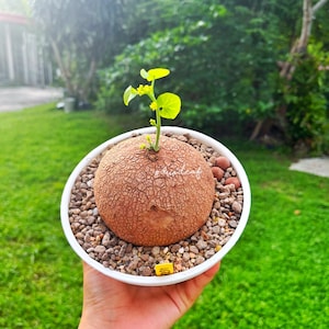 Female Stephania Erecta 9.5 cm 370g - Sustainable Houseplant,  Rare caudex, Eco-Friendly Home Décor, Minimalist Indoor Plant, Free shipping