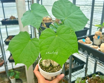 Sterculia colorata ステルクリア　コロラータ　4個セット Firmiana Colorata (Sterculia Colorata) | 珍しい熱帯樹木の