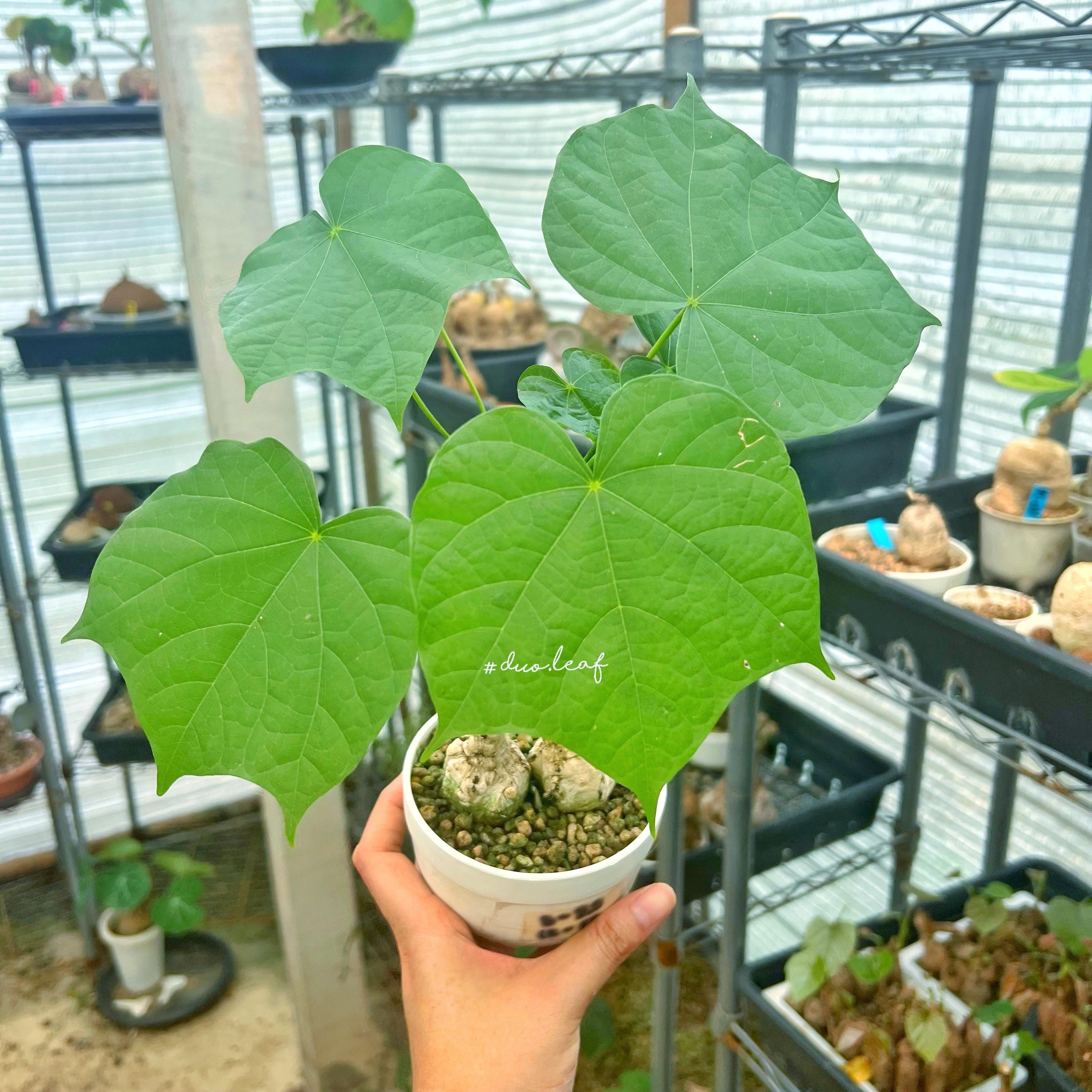 Firmiana colorata - Etsy 日本