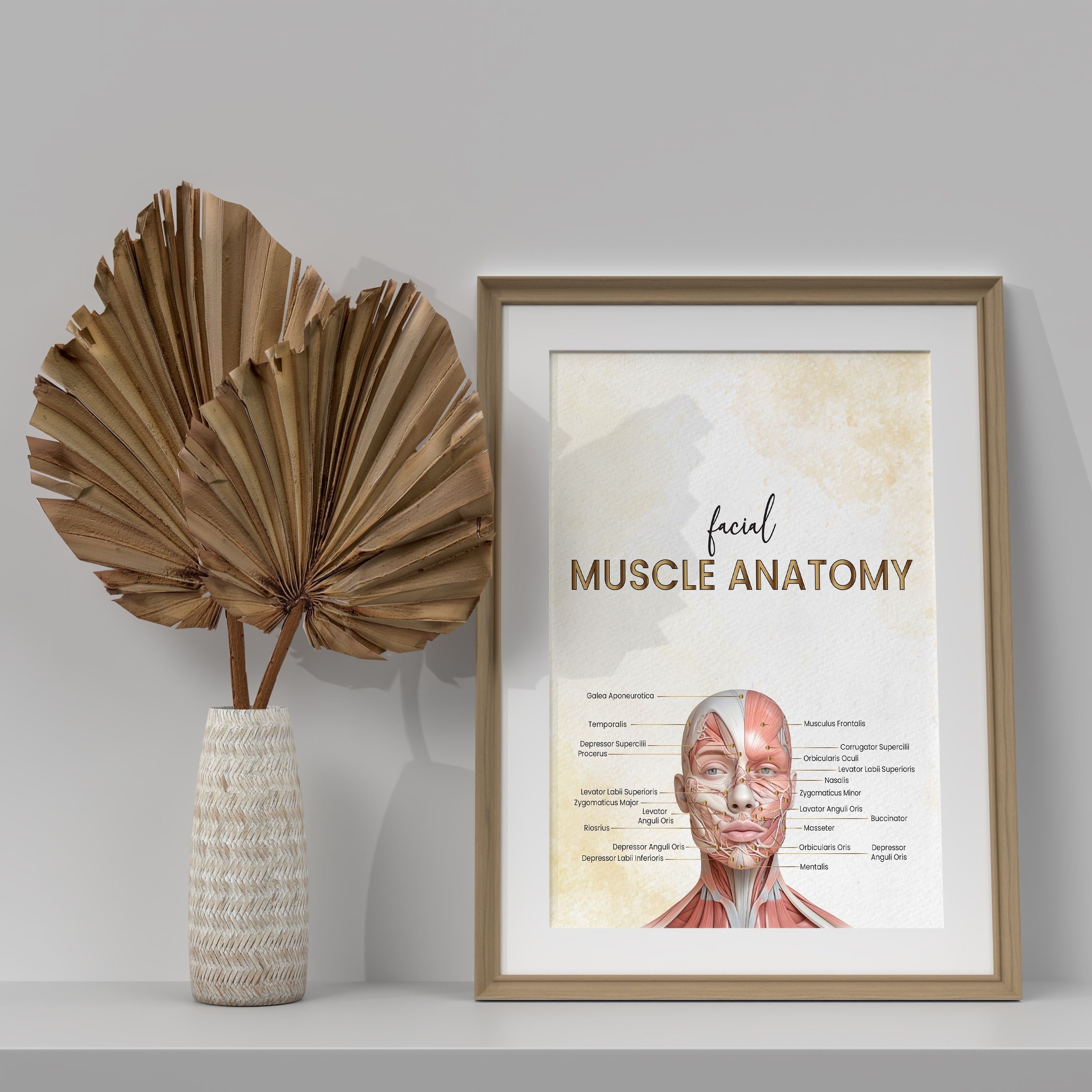 Facial Muscle Art, Facial Muscle Anatomy, Face Anatomy, Anatomy Poster ...