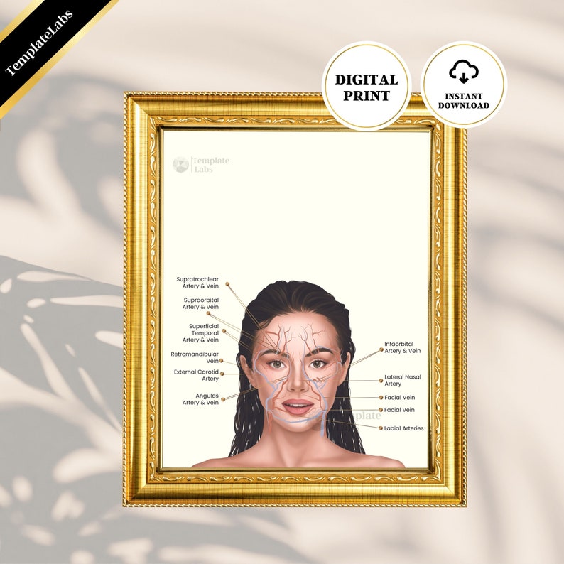 Vein Art, Facial Arteries for Injectors, Face Anatomy Art, Facial