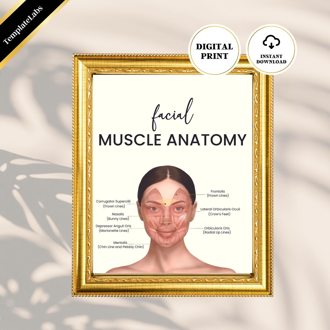 Facial Muscle Art, Facial Muscle Anatomy, Face Anatomy, Anatomy Poster ...