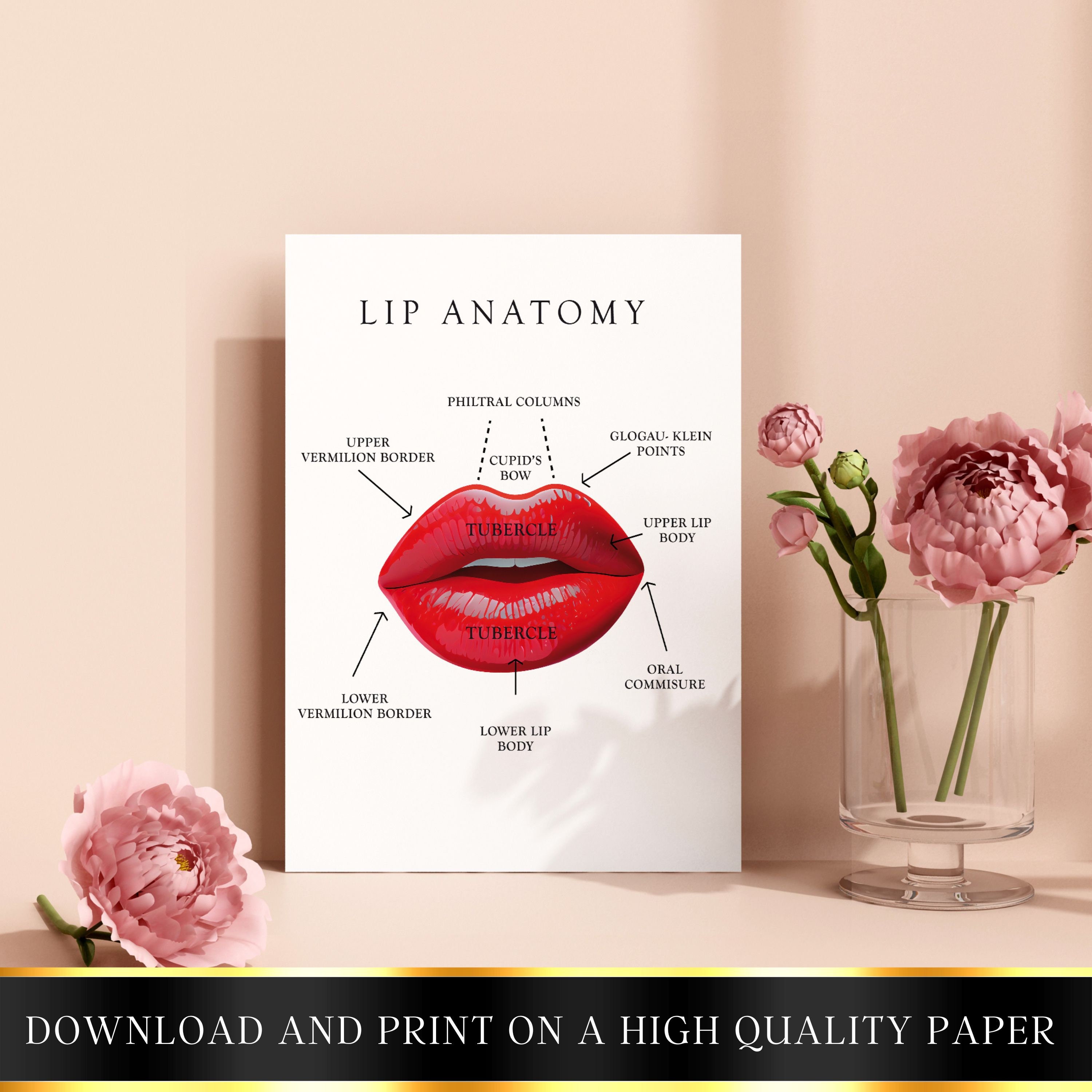 Lip Anatomy Lip Injector Lip Wall Art Lip Print Lip Etsy