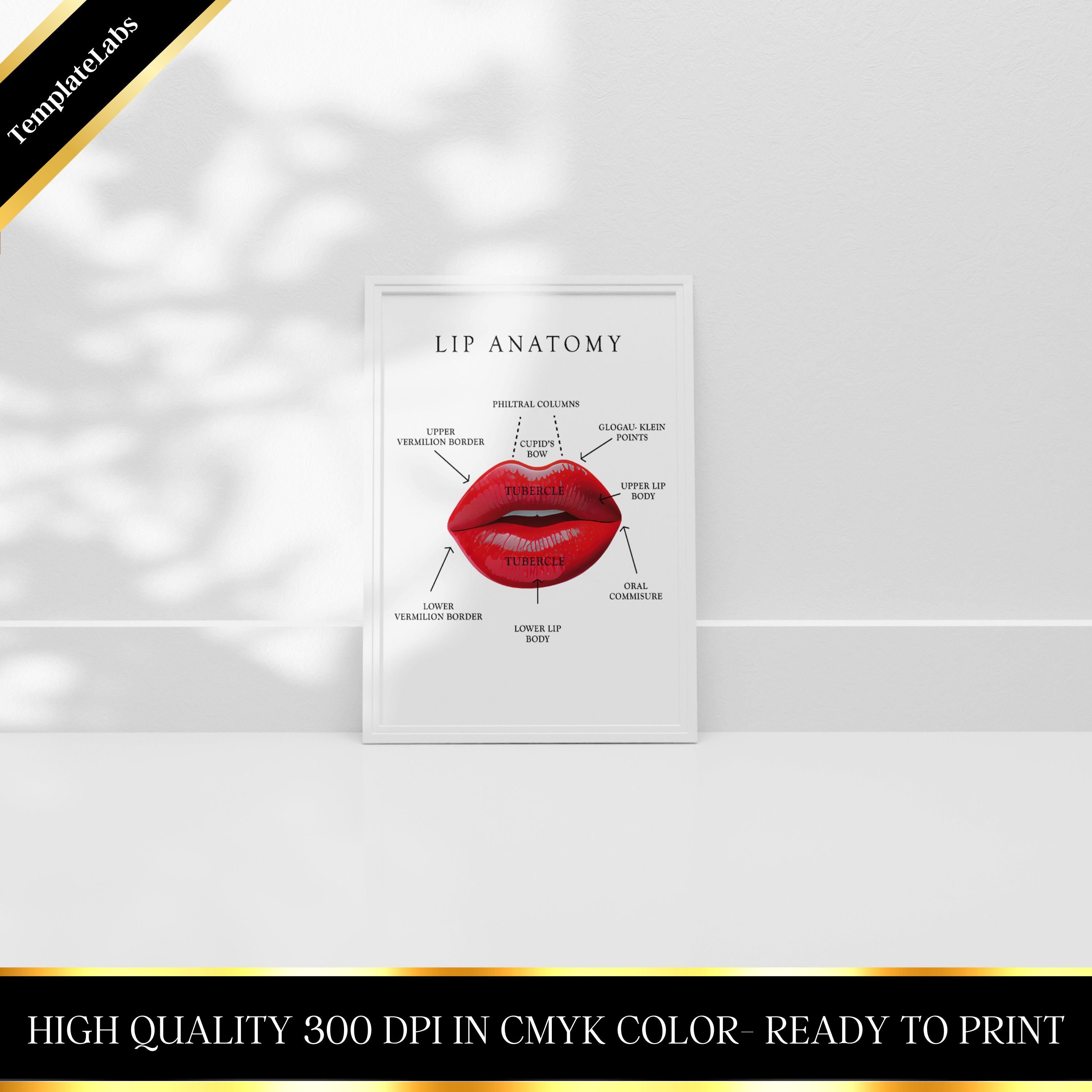 Lip Anatomy Lip Injector Lip Wall Art Lip Print Lip Etsy