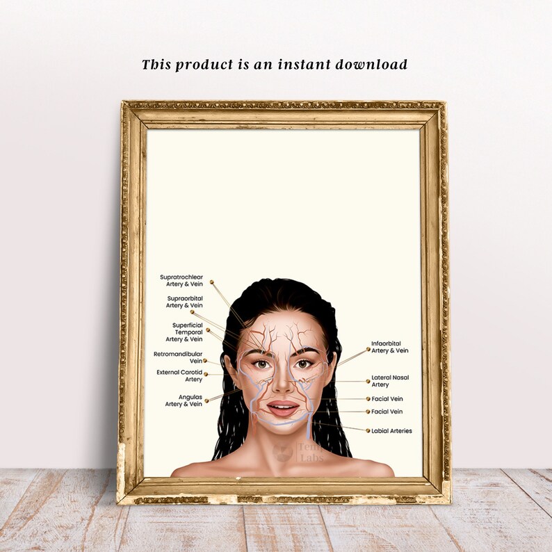 Vein Art, Facial Arteries for Injectors, Face Anatomy Art, Facial