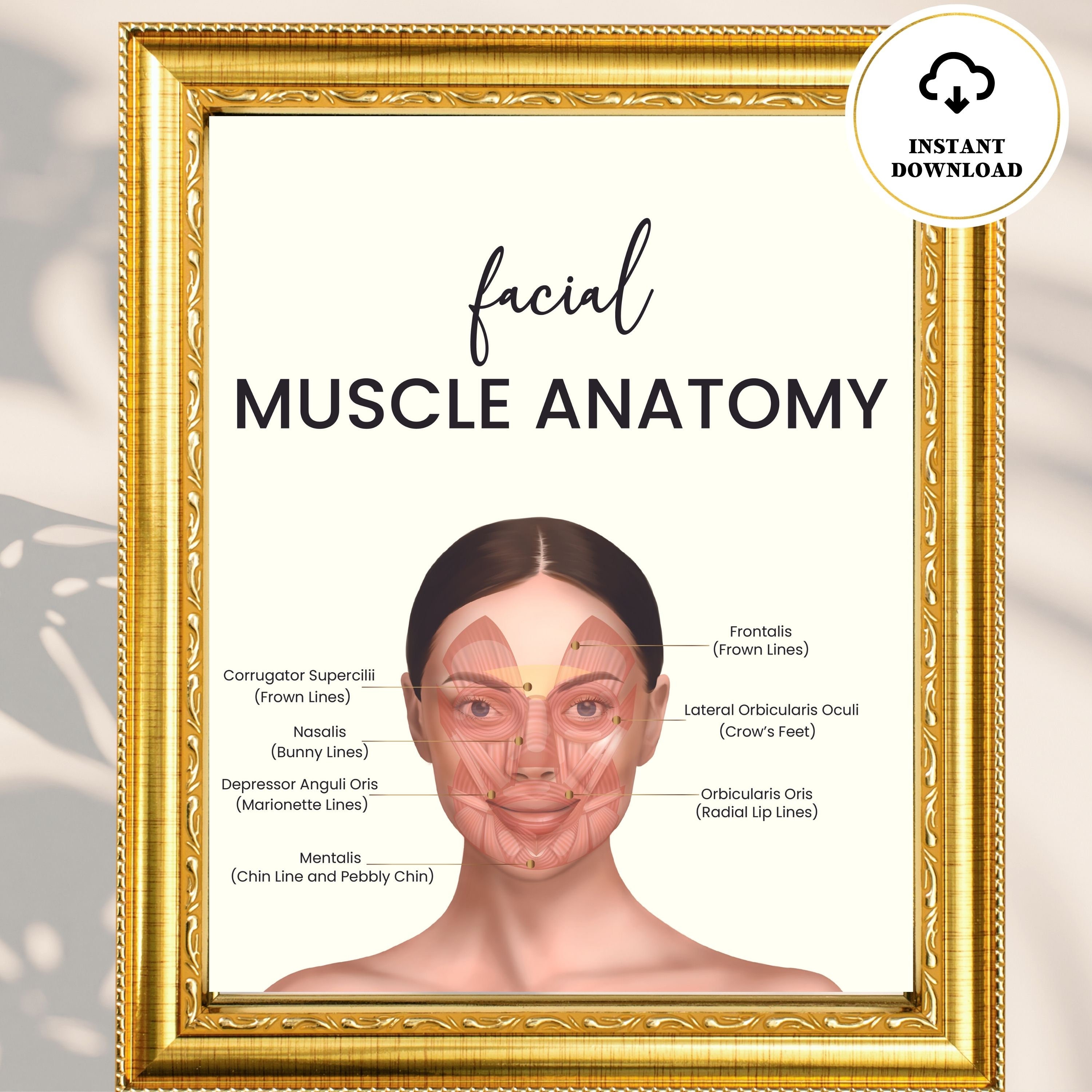 Mastering Muscle Anatomy: Pectoral & Brachial Muscle Guide - 5soavq3