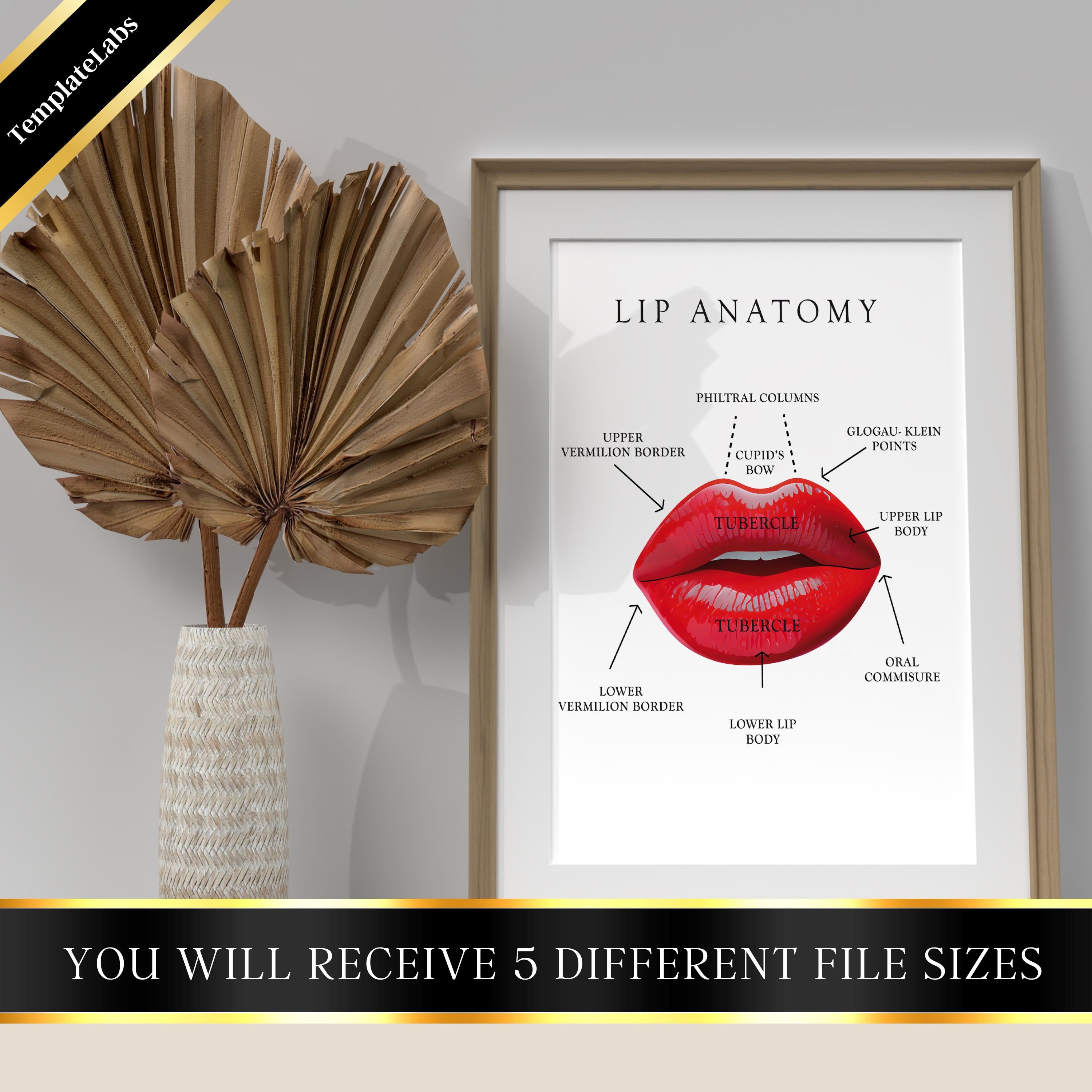 Lip Anatomy Lip Injector Lip Wall Art Lip Print Lip Etsy