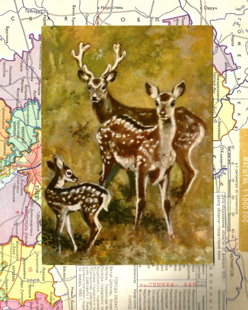 Postcards Animals Sika Deer published in 1971 were made by artists of the USSR Crafts or Scrapbooking wall art Ideal for Postcrossing