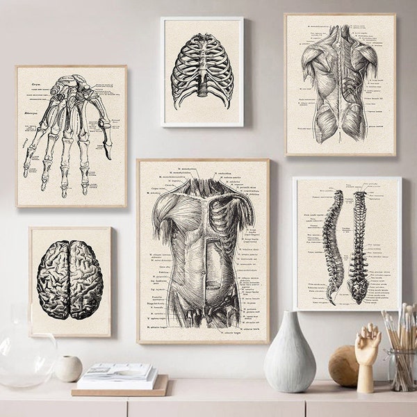 Menselijke Anatomie Kunstwerk Medische Muur Foto Spier Skelet Vintage Poster Nordic Canvas Print Onderwijs Schilderen Modern Decor