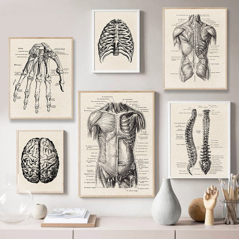 Human Anatomy Artwork Medical Wall Picture Muscle Skeleton Vintage Poster  Nordic Canvas Print Education Painting Modern Decor -  Canada