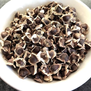 Semi freschi di Moringa Olifeira biologici, non OGM, raccolti a mano. Solo per consumo umano - Non per la semina. Spedizione gratuita nel Regno Unito.