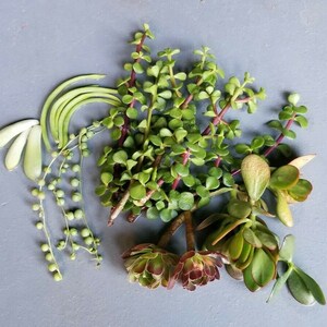 20 Succulent Cutting Senecio Vitalis Blue, Ghost Plant, Graptopetalum Paraguyense, Aeonium, Strings Pearl, Elephant Bush, Jade Plant