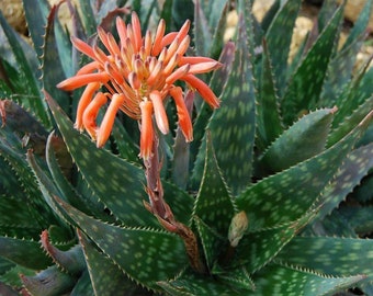 aloe vera soap recipe Aloe Soap  Ngssecrets