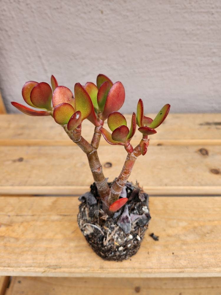 purple vine plant indoor Purple Wandering Jew Plant – Easy Indoor Plant – $11 main image 1