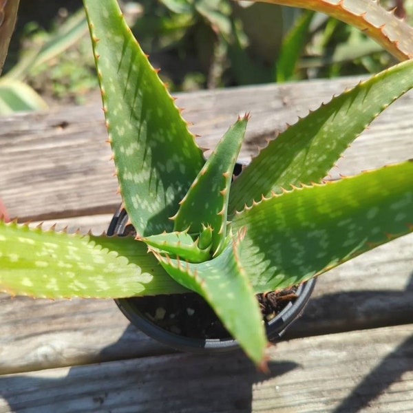 ROOTED Maculata Saponaria Soap Aloe Succulent Live Plant Bonsai Zebra