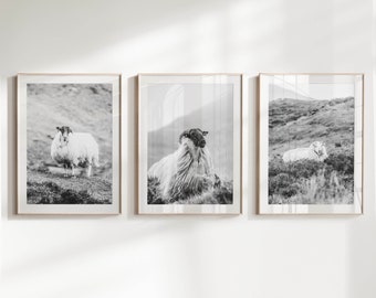 Set of 3 Irish Sheep Wall Art Prints featuring black & white photography from Ireland's Diverse Mountains | Living Room Art | Gift Idea