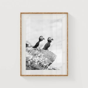 Irish Sea Puffins, Saltee Islands, Wexford, Ireland Unframed Black White Nature Photography Wall Art Print Modern Home Decor Gift Idea image 1