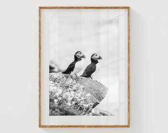 Irish Sea Puffins, Saltee Islands, Wexford, Ireland | Unframed Black White Nature Photography Wall Art Print | Modern Home Decor | Gift Idea