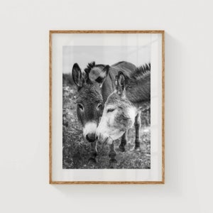 Donkeys in Connemara National Park, Galway Ireland | Unframed Irish Black & White Photography Wall Art Print | Farmhouse Decor | Irish Gifts