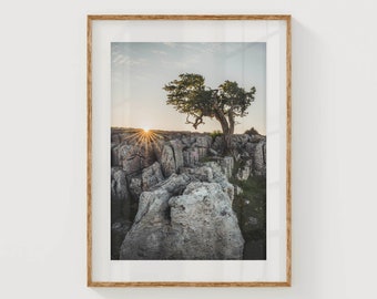 Windswept Tree in Yorkshire Dales National Park, England | Unframed Nature Photography Wall Art Print | Sunrise Wall Decor | Nature Gifts