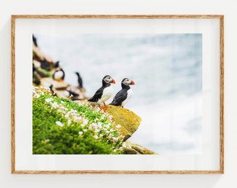 Atlantic Sea Puffins on the Irish Coastline, Saltee Island, Co Wexford, Ireland | Unframed Irish Nature Photography Wall Art Print