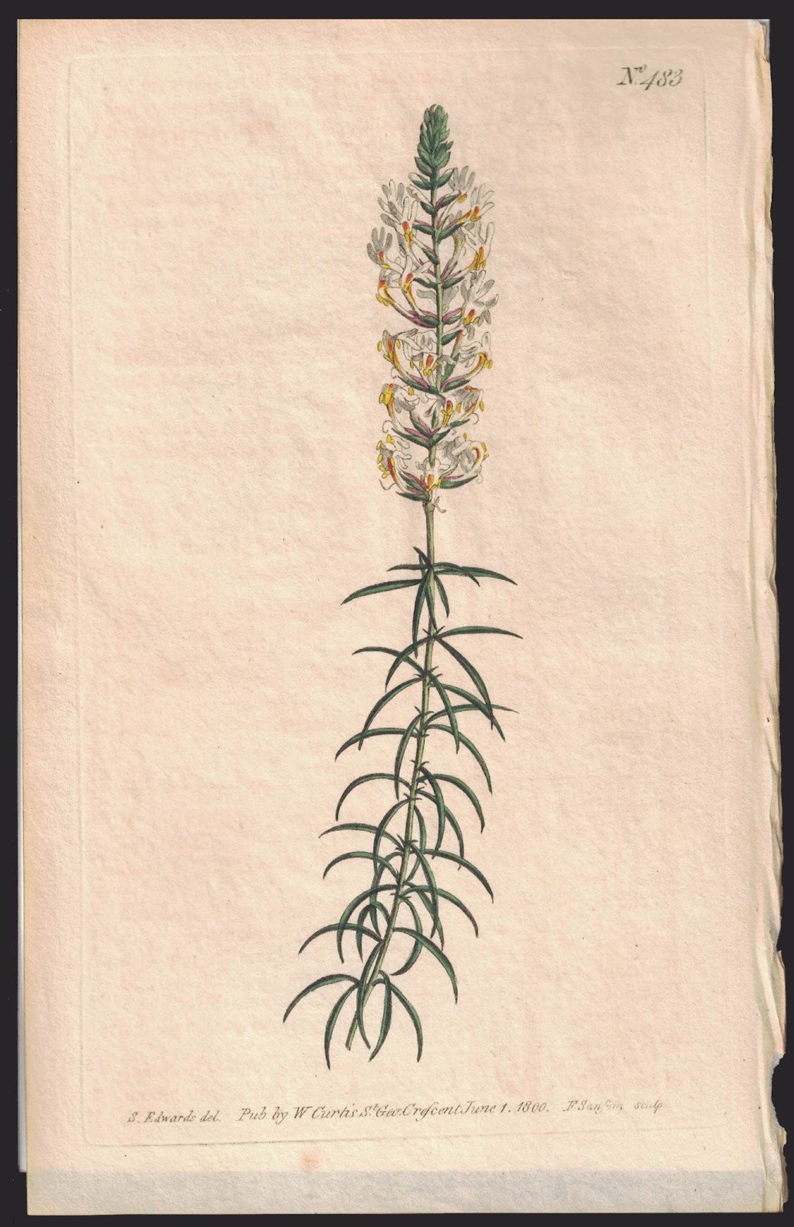 Curtis white murderer image