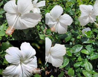 White Hibiscus Plant - Exotic Tropical Hibiscus - Starter Live Plant 3 to 5 Inches Tall