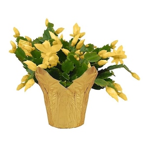 2 Yellow Christmas Thanksgiving Cactus Plants  - Zygocactus Beautiful Holiday Décor  ship in pot 4&quot; to 6&quot; tall