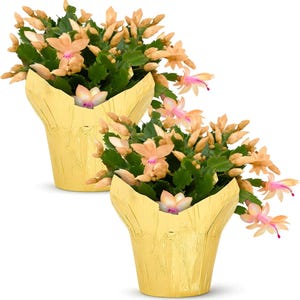 2 Yellow Christmas Thanksgiving Cactus Plants  - Zygocactus Beautiful Holiday Décor  ship in pot 4&quot; to 6&quot; tall