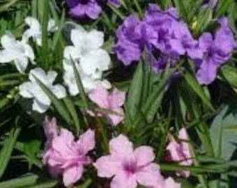 6 Pink Purple White Mexican Petunia Live Plants- Ruellia 2 Plugs Of Each Color - Perennial Well Rooted Plants Shrub Garden 5" To 7" tall