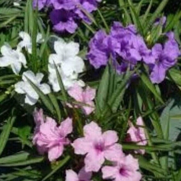 6 Pink Purple White Mexican Petunia Live Plants- Ruellia 2 Plugs Of Each Color - Perennial Well Rooted Plants Shrub Garden 5" To 7" tall