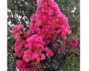Hot pink crepe myrtle plants, live Starter plants bushes trees rooted cuttings flowering crape 4&quot; to  6&quot; tall