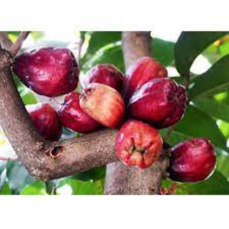 Malay Apple Purple (syzygium Malaccense) Fruit Tree Starter Plant in ...