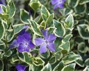 6 Variegated Vinca Periwinkle Trailing Vine - live Starter Plants ship Bare Root