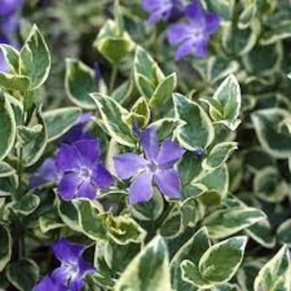 6 Variegated Vinca Periwinkle Trailing Vine - live Starter Plants ship Bare Root