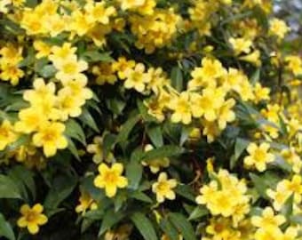 7 Yellow Carolina Jasmine Plant, Yellow live Starter Climbing Jasmine Vines Plant  ship Bare Root
