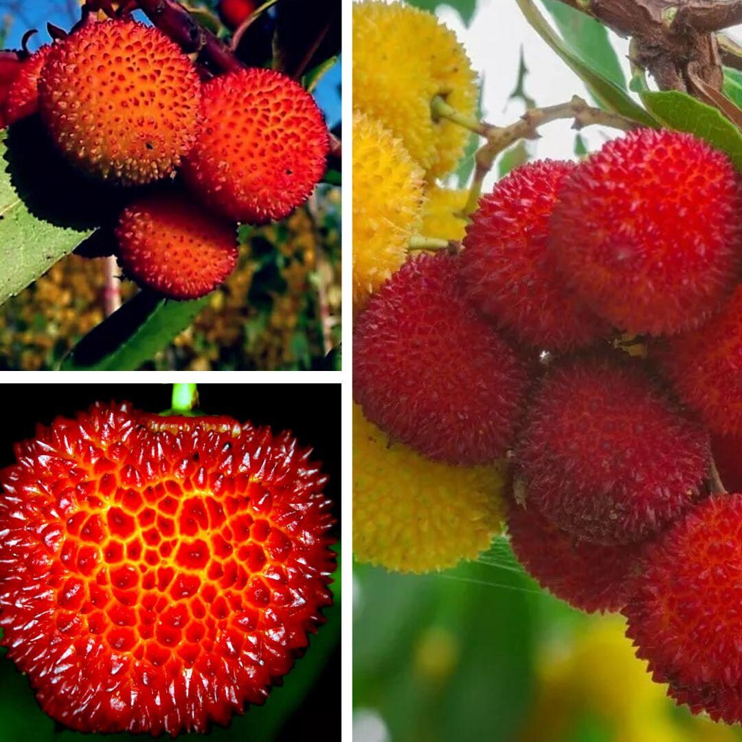 1 Strawberry Tree, ARBUTUS UNEDO Exotic Fruit Rare Flowering Madroño ...