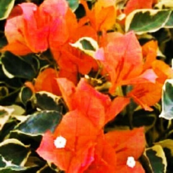 3 Bengal Orange Bougainvillea Plants - Live Tropical Vines With Fiery Orange Blooms In 2.5" Nursery Cubes