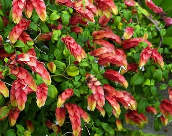 Red Maroon Shrimp Plants Live Plants -Justicia Brandegeana 2 To 5 Inches Tall