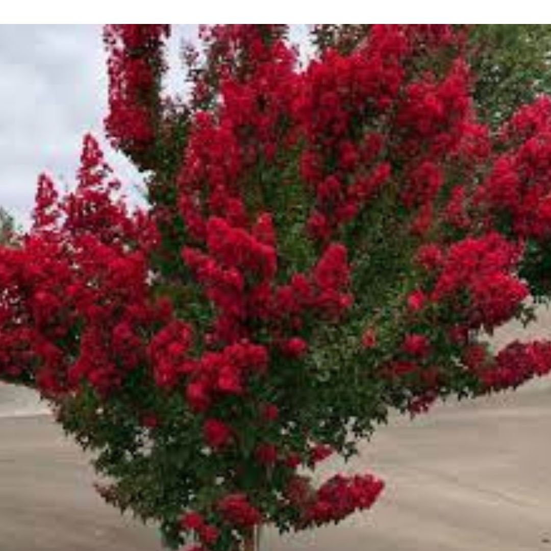 Red Crape Myrtle Plant Red Rocket Crape Myrtle Crape Myrtle - Etsy