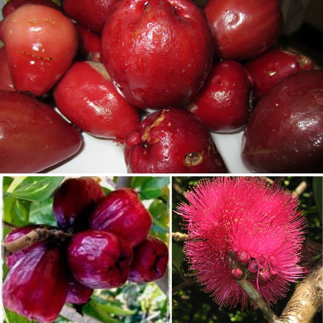 Malay Apple Purple (syzygium Malaccense) Fruit Tree Starter Plant in ...