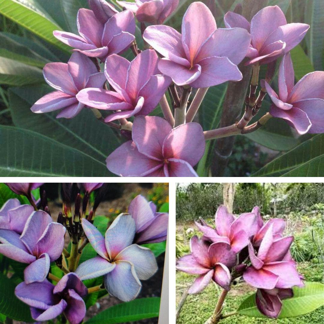 【引取限定】【開花中】プルメリアPurple Jack パープルジャック 引取限定】【開花中】プルメリアPurple Jack パープルジャック 引取